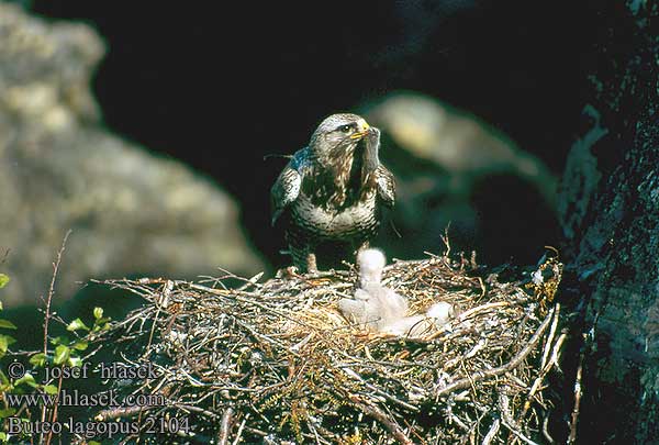 Buteo lagopus 2104