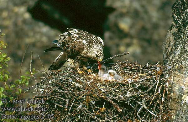 Buteo lagopus 2105