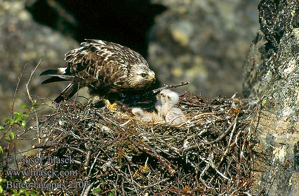 Buteo lagopus 2107