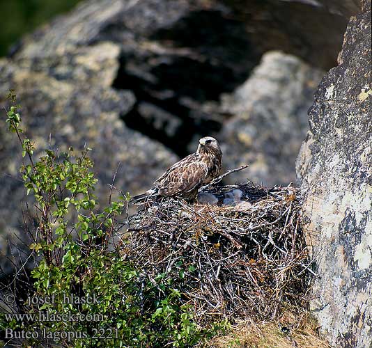 Buteo lagopus 2221