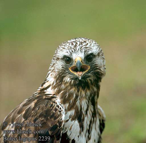 Buteo lagopus 2239