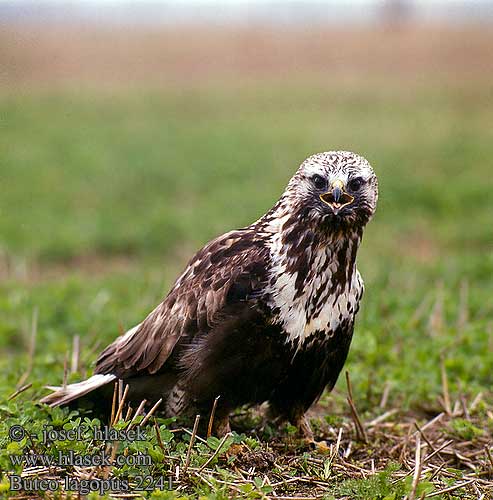 Buteo lagopus 2241