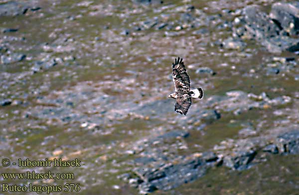 Buteo lagopus 576