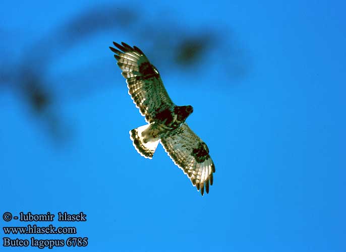 Koconoga kanja Gaćasti mišar Buteo lagopus Rough-legged Buzzard Rauhfußbussard Buse pattue Busardo Calzado Káně rousná Fjällvråk Fjellvåk Piekana Χιονογερακίνα Bútio-calçado Búteo-calçado Зимняк Канюк мохноногий Myszołów włochaty Myšiak severský Gatyás ölyv Bikšainais klijāns 毛腳鵟 ケアシ ノスリ 털발말똥가리 Paçalı şahin עקב מכנסיים Касматаногі канюк Северен мишелов Fjeldvåge Ruigpootbuizerd Škanjac gaćaš Fjallvákur Poiana Calzata Sorecar incaltat