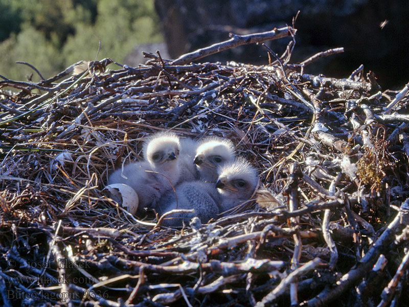 Káně rousná Buteo lagopus