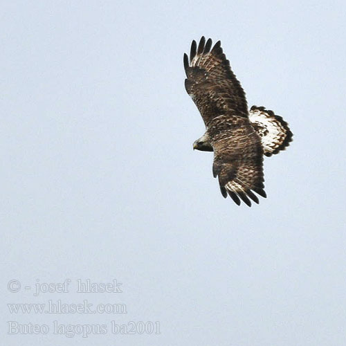 Buteo lagopus b2001