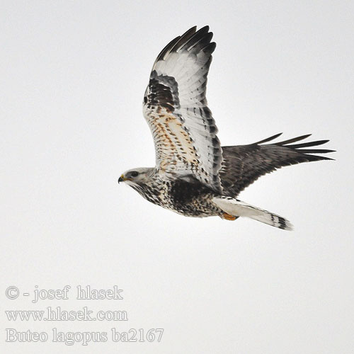 Buteo lagopus ba2167