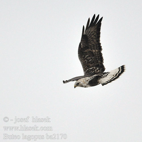 Buteo lagopus ba2170