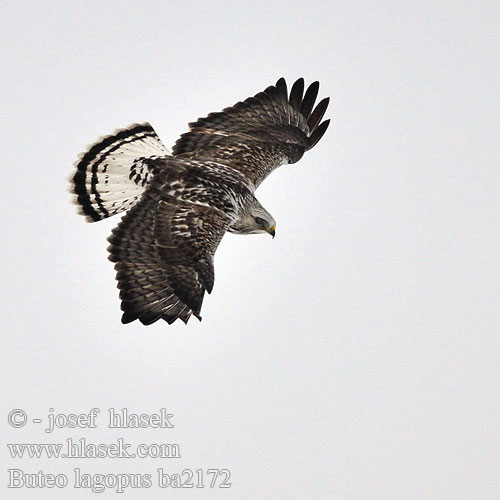 Buteo lagopus ba2172