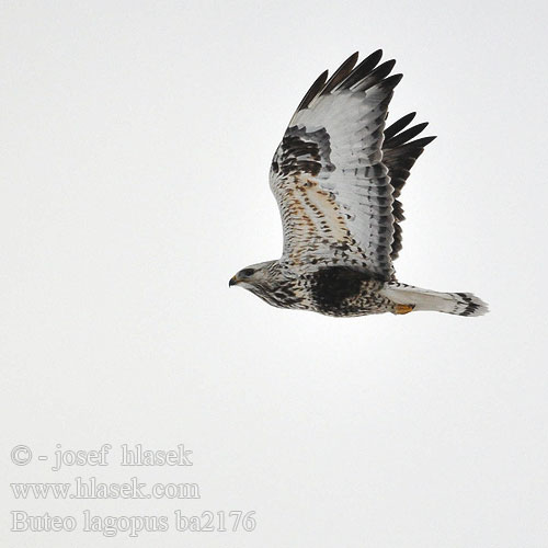 Buteo lagopus ba2176