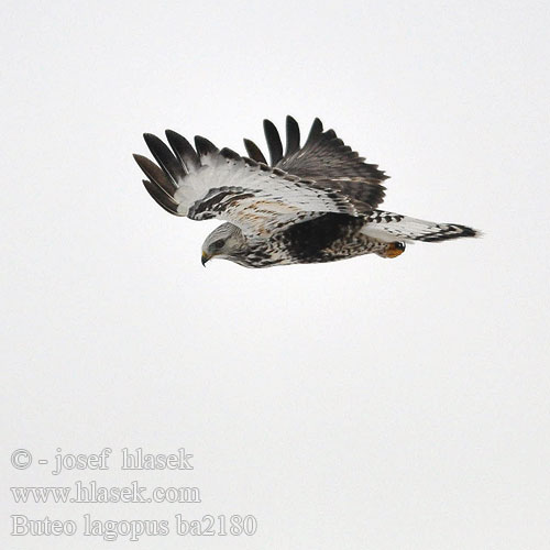 Buteo lagopus ba2180