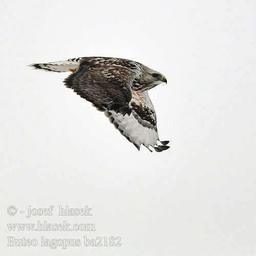 Buteo lagopus ba2182