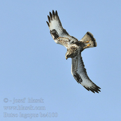 Buteo lagopus ba4100