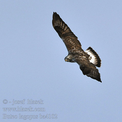 Buteo lagopus ba4102