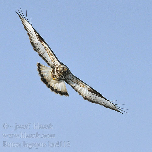 Buteo lagopus ba4118