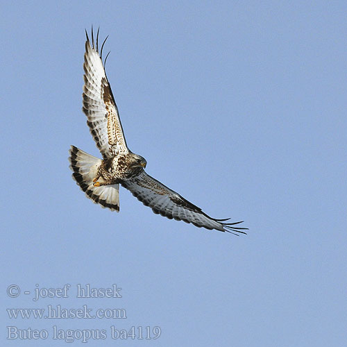 Buteo lagopus ba4119