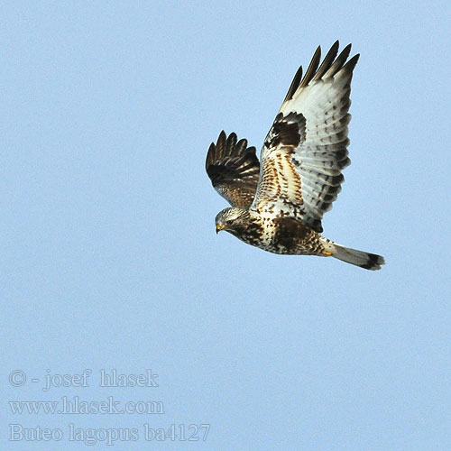 Buteo lagopus ba4127