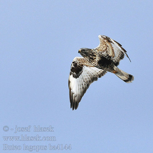 Buteo lagopus ba4144