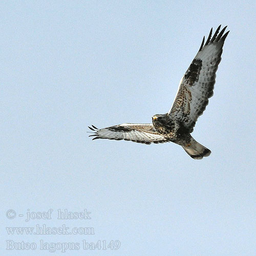 Buteo lagopus ba4149