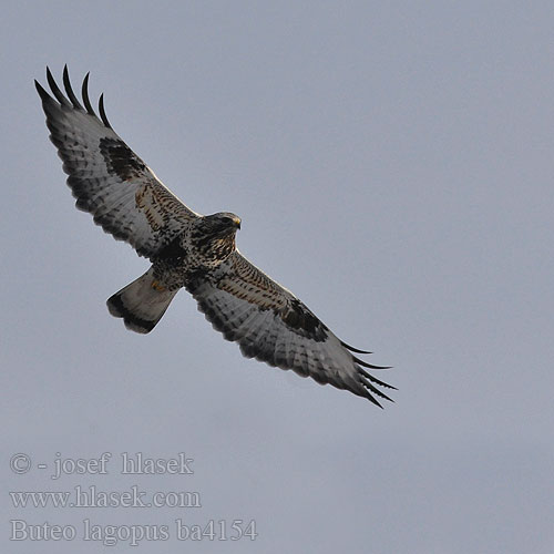 Buteo lagopus ba4154