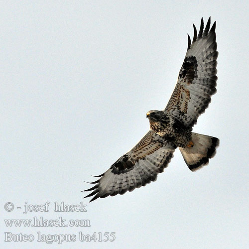 Buteo lagopus ba4155