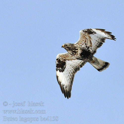 Buteo lagopus ba4158