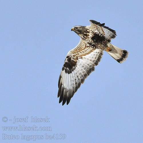 Buteo lagopus ba4159