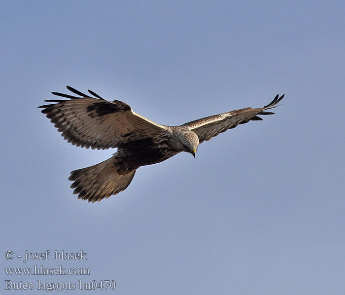 Rauhfußbussard Buse pattue Busardo Calzado Rough-legged Buzzard Buteo lagopus Káně rousná Fjällvråk Fjellvåk Piekana Χιονογερακίνα Bútio-calçado Búteo-calçado Зимняк Канюк мохноногий Myszołów włochaty Myšiak severský Gatyás ölyv Bikšainais klijāns 毛腳鵟 ケアシ ノスリ 털발말똥가리 Paçalı şahin עקב מכנסיים Касматаногі канюк Северен мишелов Fjeldvåge Ruigpootbuizerd Škanjac gaćaš Fjallvákur Poiana Calzata Sorecar incaltat Koconoga kanja Gaćasti mišar