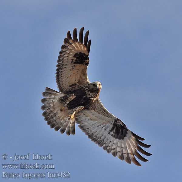 Buteo lagopus Rauhfußbussard Buse pattue Busardo Calzado Rough-legged Buzzard Káně rousná Fjällvråk Fjellvåk Piekana Χιονογερακίνα Bútio-calçado Búteo-calçado Зимняк Канюк мохноногий Myszołów włochaty Myšiak severský Gatyás ölyv Bikšainais klijāns 毛腳鵟 ケアシ ノスリ 털발말똥가리 Paçalı şahin עקב מכנסיים Касматаногі канюк Северен мишелов Fjeldvåge Ruigpootbuizerd Škanjac gaćaš Fjallvákur Poiana Calzata Sorecar incaltat Koconoga kanja Gaćasti mišar