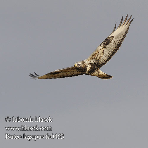 Rough-legged Buzzard Buteo lagopus Rauhfußbussard Buse pattue Busardo Calzado Káně rousná Fjällvråk Fjellvåk Piekana Χιονογερακίνα Bútio-calçado Búteo-calçado Зимняк Канюк мохноногий Myszołów włochaty Myšiak severský Gatyás ölyv Bikšainais klijāns 毛腳鵟 ケアシ ノスリ 털발말똥가리 Paçalı şahin עקב מכנסיים Касматаногі канюк Северен мишелов Fjeldvåge Ruigpootbuizerd Škanjac gaćaš Fjallvákur Poiana Calzata Sorecar incaltat Koconoga kanja Gaćasti mišar