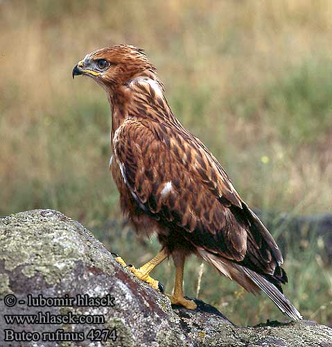 Buteo rufinus Long-legged Buzzard Adlerbussard Buse féroce