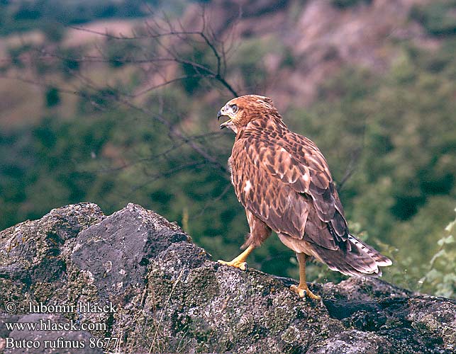 Αετογερακίνα Buteo-mouro Курганник