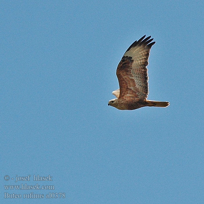 Buteo rufinus al0378