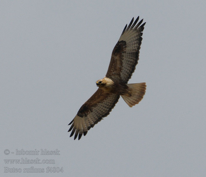 Myšiak hrdzavý Pusztai ölyv 棕尾 ニシオオノスリ Buteo rufinus