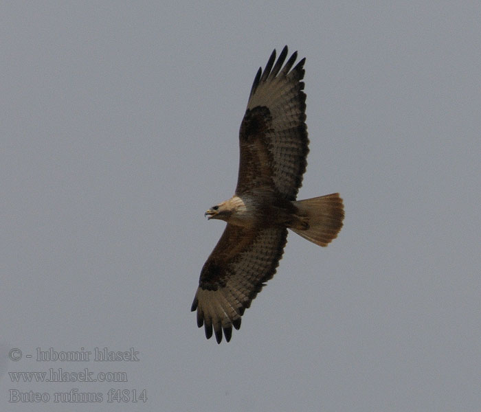 Buteo-mouro Курганник Kurhannik Buteo rufinus