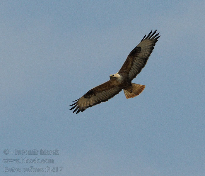 Ørnvåk Örnvråk Αετογερακίνα Buteo rufinus