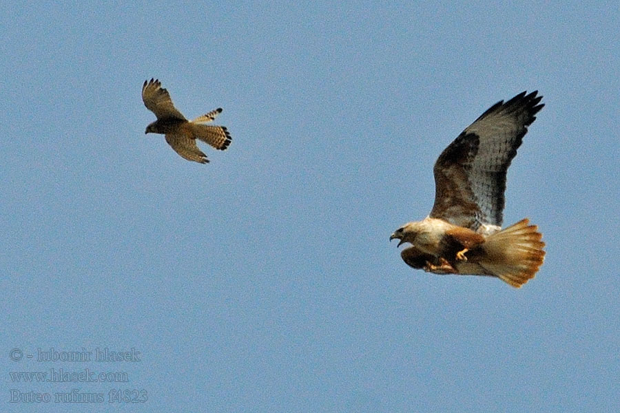 Arendbuizerd Arohiirihaukka Poiana codabianca Buteo rufinus