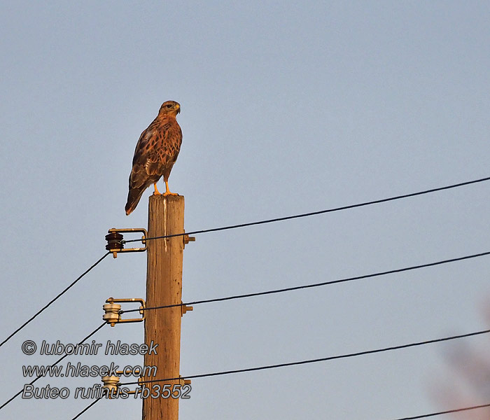 Long-legged Buzzard Adlerbussard Buse féroce Buteo rufinus