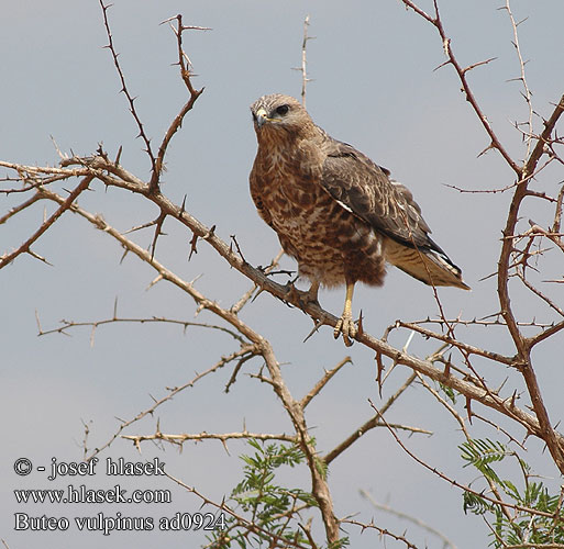 Buteo vulpinus Steppe Buzzard Steppevage Hiirihaukka buse de russie