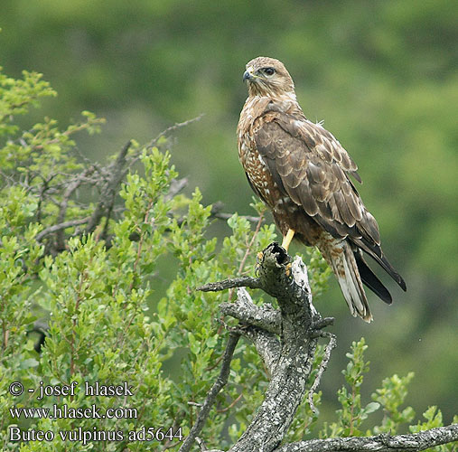 Buteo vulpinus Steppe Buzzard Steppevage Hiirihaukka