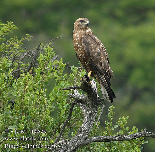 Buteo vulpinus Steppebuizerd Poiana delle steppe