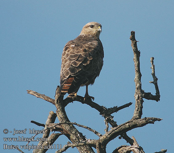 Buse russie steppes Steppebuizerd Poiana delle steppe