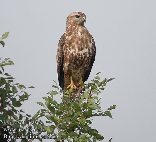 Falkenbussard Mäusebussard-vulpinus Myszołów wschodni