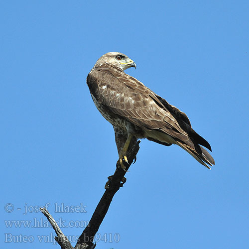 Buteo vulpinus ba9410