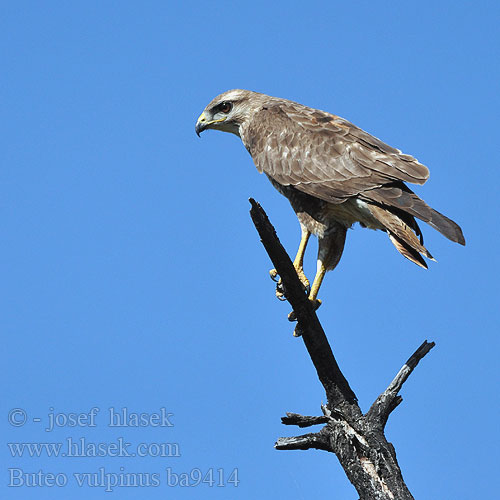 Степной Канюк Buteo vulpinus Steppe Buzzard