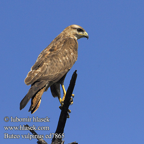 Buteo vulpinus ed7865