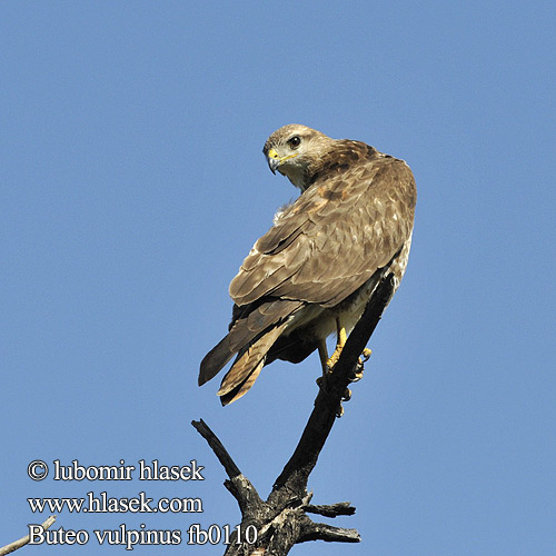 Steppebuizerd Poiana delle steppe Vörösfarkú egerészölyv