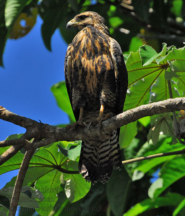 Krabbenbussard Sortvåge Common Black-hawk Buteogallus anthracinus