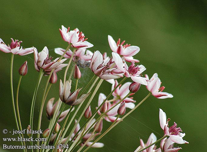 Butomus umbellatus Schwanenblume šmel okoličnatý Blomvass