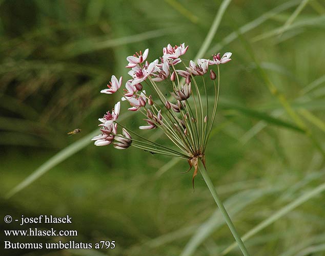 Butomus umbellatus šmel okoličnatý Blomvass